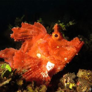 Rhinopias eschmeyeri 印度尼西亚 Indonesia , 巴厘岛 Bali , 艾湄湾 Amed Bay @LazyDiving.com 潜水时光