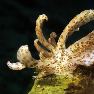 Phyllodesmium longicirrum Phyllodesmium longicirrum 印度尼西亚 Indonesia , 马鲁古 Maluku , 安汶 Ambon @LazyDiving.com 潜水时光