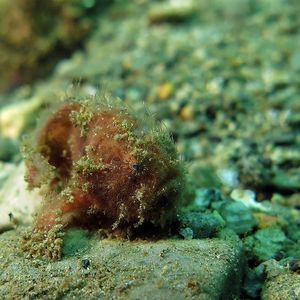 Antennarius striatus 印度尼西亚 Indonesia , 安汶 Ambon @LazyDiving.com 潜��水时光