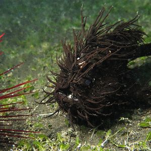 Lembeh  Antennarius striatus