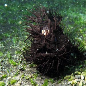 Antennarius striatus Antennarius striatus 多毛蛙鱼 Indonesia 印度尼西亚 Lembeh 蓝碧 @LazyDiving.com 潜水时光