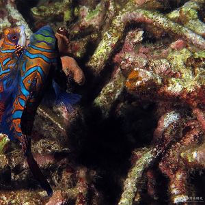 Synchiropus splendidus 印度尼西亚 Indonesia , 北苏拉威西 North Sulawesi , 蓝碧 Lembeh @LazyDiving.com 潜水时光