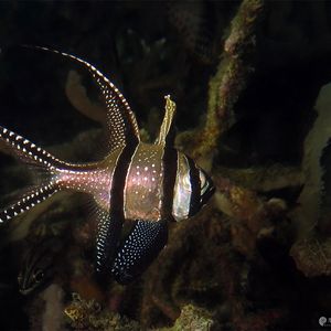 Pterapogon kauderni 印度尼西亚 Indonesia , ��北苏拉威西 North Sulawesi , 蓝碧 Lembeh @LazyDiving.com 潜水时光