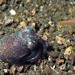 Euprymna berryi 印度尼西亚 Indonesia , 蓝碧 Lembeh @LazyDiving.com 潜水时光