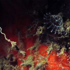 Kyonemichthys rumengani 印度尼西亚 Indonesia , 北苏拉威西 North Sulawesi , 蓝碧 Lembeh @LazyDiving.com 潜水时光