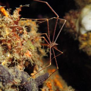 Chirostylus sandyi 印度尼西亚 Indonesia , 蓝碧 Lembeh @LazyDiving.com 潜水时光