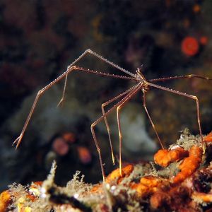 Chirostylus sandyi 印度尼西亚 Indonesia , 蓝碧 Lembeh @LazyDiving.com 潜水时光