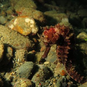 Hippocampus spinosissimus 印度尼西亚 Indonesia , 安汶 Ambon @LazyDiving.com 潜水时光