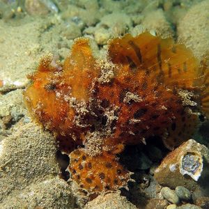 Antennarius striatus Antennarius striatus 印度尼西亚 Indonesia , 马鲁古 Maluku , 安汶 Ambon @LazyDiving.com 潜水时光