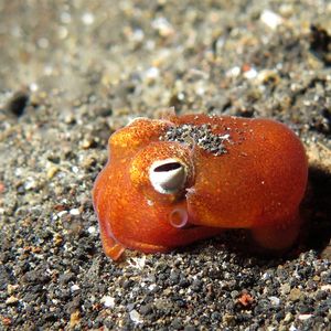 Sepiadarium kochii 印度尼西亚 Indonesia , 北苏拉威西 North Sulawesi , 蓝碧 Lembeh @LazyDiving.com 潜水时光