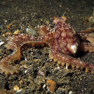 Abdopus Abdopus 章鱼 Indonesia 印度尼西亚 Lembeh 蓝碧 @LazyDiving.com 潜水时光