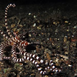 Wunderpus photogenicus 印度尼西亚 Indonesia , 蓝碧 Lembeh @LazyDiving.com 潜�水时光