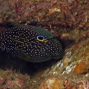 Calloplesiops altivelis Calloplesiops altivelis 丽鮗 Indonesia 印度尼西亚 Lembeh 蓝碧 @LazyDiving.com 潜水时光