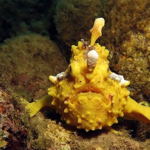 Antennarius maculatus Antennarius maculatus 印度尼西亚 Indonesia , 马鲁古 Maluku , 安汶 Ambon @LazyDiving.com 潜水时光