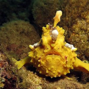 Antennarius maculatus 印度尼西亚 Indonesia , 安汶 Ambon @LazyDiving.com 潜水�时光