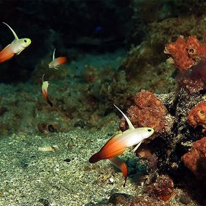 Nemateleotris magnifica Nemateleotris magnifica 印度尼西亚 Indonesia , 马鲁古 Maluku , 安汶 Ambon @LazyDiving.com 潜水时光