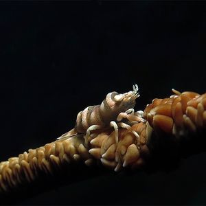 Pontonides ankeri 印度尼西亚 Indonesia , 马鲁古 Maluku , 安汶 Ambon @LazyDiving.com 潜水时光