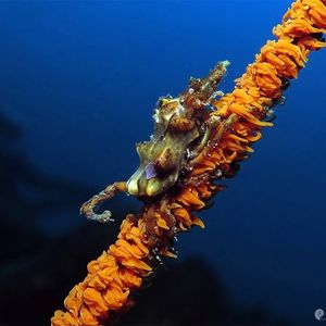 Xenocarcinus tuberculatus 印度尼西亚 Indonesia , 安汶 Ambon @LazyDiving.com 潜水时光