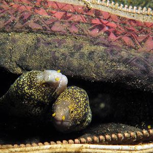 Echidna nebulosa 印度尼西亚 Indonesia , 马鲁古 Maluku , 安汶 Ambon @LazyDiving.com 潜水时光
