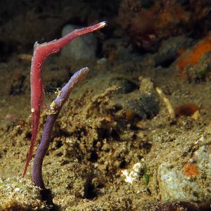 Tozeuma lanceolatum Tozeuma lanceolatum 印度尼西亚 Indonesia , 马鲁古 Maluku , 安汶 Ambon @LazyDiving.com 潜水时光
