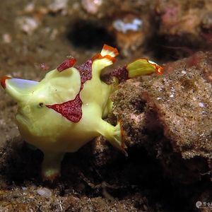 Antennarius maculatus 印度尼西亚 Indonesia , 马鲁古 Maluku , 安汶 Ambon @LazyDiving.com 潜水时光