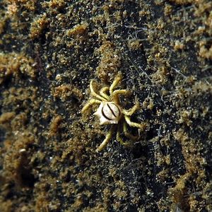 Ceratocarcinus longimanus 印度尼西亚 Indonesia , 马鲁古 Maluku , 安汶 Ambon @LazyDiving.com 潜水时光