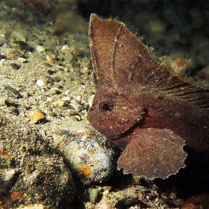 Ablabys taenianotus Ablabys taenianotus 印度尼西亚 Indonesia , 马鲁古 Maluku , 安汶 Ambon @LazyDiving.com 潜水时光