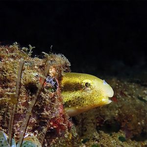 Petroscirtes breviceps 印度尼西亚 Indonesia , 安汶 Ambon @LazyDiving.com 潜水时光