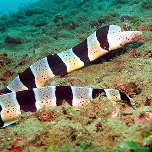 Gymnothorax chlamydatus 印度尼西亚 Indonesia , 安汶 Ambon @LazyDiving.com 潜水时光