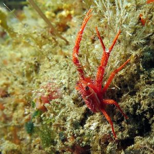 Munida japonica 印度尼西亚 Indonesia , 马鲁古 Maluku , 安汶 Ambon @LazyDiving.com 潜水时光