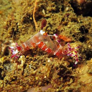 Ancylomenes luteomaculatus 印度尼西亚 Indonesia , 马鲁古 Maluku , 安汶 Ambon @LazyDiving.com 潜��水时光