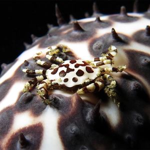 Lissocarcinus orbicularis 印度尼西亚 Indonesia , 马鲁古 Maluku , 安汶 Ambon @LazyDiving.com 潜水时光