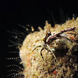 Ceratocarcinus longimanus 印度尼西亚 Indonesia , 马鲁古 Maluku , 安汶 Ambon @LazyDiving.com 潜水时光