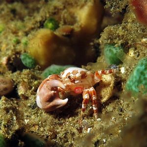 Pachycheles 印度尼西亚 Indonesia , 安汶 Ambon @LazyDiving.com 潜水时光