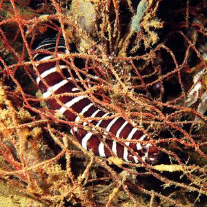 Gymnomuraena zebra Gymnomuraena zebra 斑纹海鳗 Indonesia 印度尼西亚 Ambon 安汶 @LazyDiving.com 潜水时光