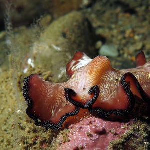 Pseudobiceros fulgor 印度尼西亚 Indonesia , 安汶 Ambon @LazyDiving.com 潜水时光