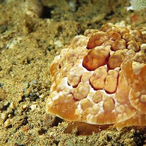 Pleurobranchus forskalii 印度尼西亚 Indonesia , 安汶 Ambon @LazyDiving.com 潜水�时光