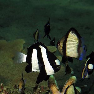 Dascyllus aruanus 印度尼西亚 Indonesia , 安汶 Ambon @LazyDiving.com 潜水时光