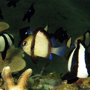 Dascyllus reticulatus 印度尼西亚 Indonesia , 安汶 Ambon @LazyDiving.com 潜水时光