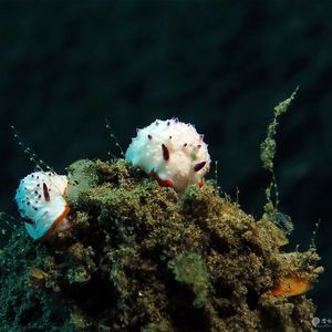 Mexichromis mariei Mexichromis mariei 疣背多彩海蛞蝓 Indonesia 印度尼西亚 Ambon 安汶 @LazyDiving.com 潜水时光