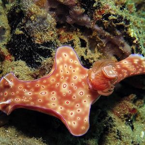 Ceratosoma trilobatum Ceratosoma trilobatum 对翼多彩海蛞蝓 Indonesia 印度尼西亚 Ambon 安汶 @LazyDiving.com 潜水时光