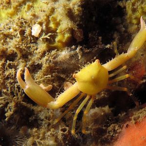 Quadrella coronata 印度尼西亚 Indonesia , 安汶 Ambon @LazyDiving.com 潜水时光