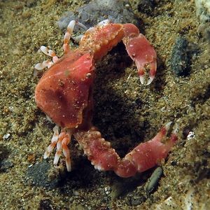 Urnalana pulchella 印度尼西亚 Indonesia , 马鲁古 Maluku , 安汶 Ambon @LazyDiving.com 潜水时光