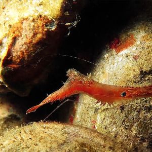 Leander plumosus 印度尼西亚 Indonesia , 安汶 Ambon @LazyDiving.com 潜水时光