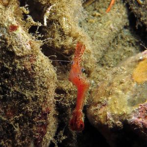 Leander plumosus 印度尼西亚 Indonesia , 安汶 Ambon @LazyDiving.com 潜水时光