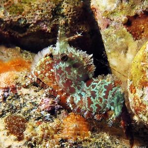 Saron marmoratus 印度尼西亚 Indonesia , 安汶 Ambon @LazyDiving.com 潜水时光