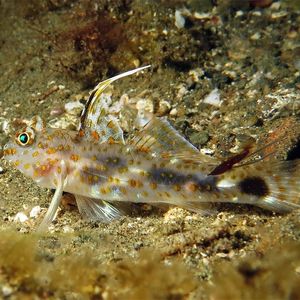 Fusigobius inframaculatus 印度尼西亚 Indonesia , 安汶 Ambon @LazyDiving.com 潜水时�光