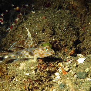 Fusigobius inframaculatus Fusigobius inframaculatus 下斑纺锤虾虎 Indonesia 印度尼西亚 Ambon 安汶 @LazyDiving.com 潜水时光