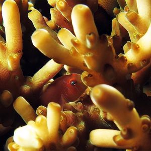 Gobiodon quinquestrigatus 印度尼西亚 Indonesia , 安汶 Ambon @LazyDiving.com 潜水时光