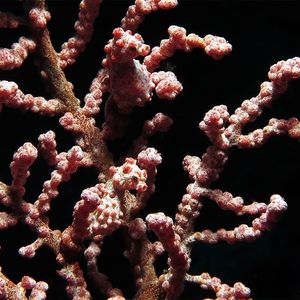 Hippocampus bargibanti 印度尼西亚 Indonesia , 四王群岛 Raja Ampat @LazyDiving.com 潜水时光